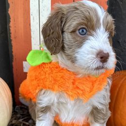 Girl 2 - Sable Bernedoodle puppy in Macon County, North Carolina from Mountain Doodles