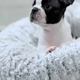 Cosmo - Black and white male Boston Terrier puppy in Edgewater, Florida from Bluewater Bostons