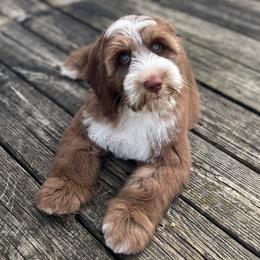 Winnie - Australian Labradoodle