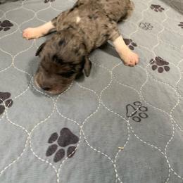 Merle girl 1 - Gray female Pyredoodle puppy in Prescott, Washington from Washington Pyredoodles