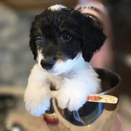 Sinatra - Tri-color male Double Doodle puppy in Prescott Valley, Arizona from Ramirez Family Doodles