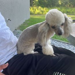 Coley - Poodle