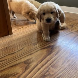 Golden Retriever and Pembroke Welsh Corgi Puppies from Rose n’ Thistle Farm