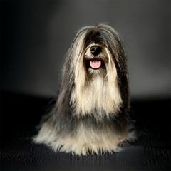 Lexi - Havana Silk Dog