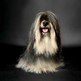 Lexi - Havana Silk Dog