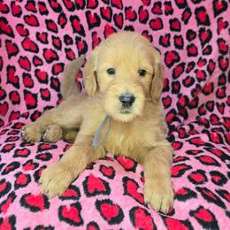 Eddie - Apricot male Goldendoodle puppy in Georgetown, Tennessee from Georgetown Designer & Purebred Puppies