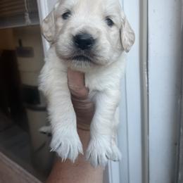 Lime - Light golden male Golden Retriever puppy in Jesup, Georgia from Painted Platinum Retrievers (Painted Platinum Kennel) PPK