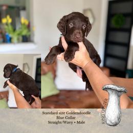 King Oyster - Blue Collar - Chocolate male Goldendoodle puppy in Garland, Texas from Twilight Doodles