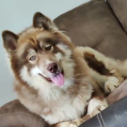 Apollo - Siberian Husky