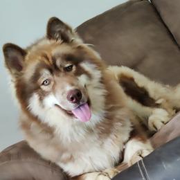 Apollo - Siberian Husky