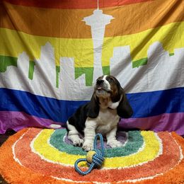 Courage🏅🤎 - Black brown and white Basset Hound puppy in Bremerton, Washington from Over the Rainbow Basset Hounds