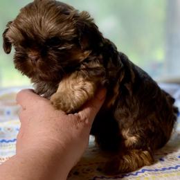 Caramella - Chocolate and tan female Shih Tzu puppy in Cullman, Alabama from Divine Hill Farm