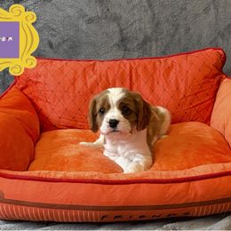 Cavalier King Charles Spaniel Puppies from Cavalier Castle