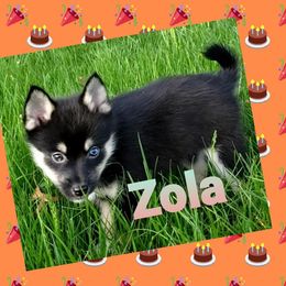 French Bulldog and Pomsky Puppies from Ba's Designer Puppies