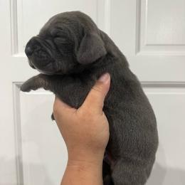 Brandon Lake - Blue male Great Dane puppy in Florida from Beachside Kennels