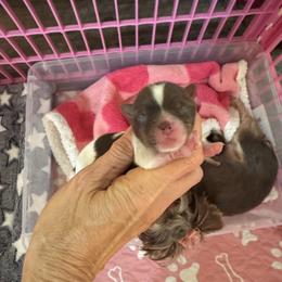 Jasmine - Parti female Yorkshire Terrier puppy in Daytona Beach, Florida from Jackie Jenny’s Precious Yorkies