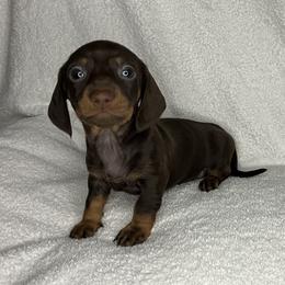 Radar - Chocolate and tan male Dachshund puppy in Mocksville, North Carolina from The Dachs of Hazzard Dachshunds