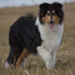 Habor - Black white and tan male Collie puppy in Danville, Pennsylvania from Brookwood Collies, Smooth & Rough
