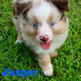 Jasper - Red merle male Miniature Australian Shepherd puppy in Howe, Oklahoma from Lockhart’s Double M Mini Aussies