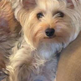 Yorkshire Terriers from Yorkie