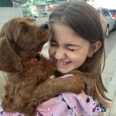 Goldendoodles, Irish Doodles, and Poodles from Ransone’s Ridge Runners Poodles and Doodles