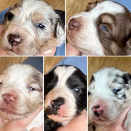 Miniature Australian Shepherd Puppies from Wild Outlaw Aussies