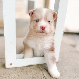 Starling - Merle male Pomsky puppy in Cleveland, Ohio from Lake Point Pomskies