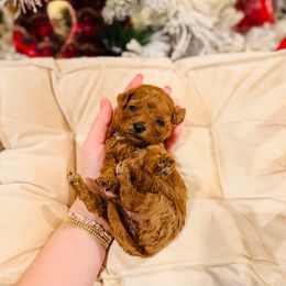 Frost - Toy Size - Red  female Goldendoodle puppy in Elizabethtown, Kentucky from Reddy Poodles & Doodles