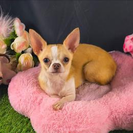 Missy - Fawn and white female Chihuahua puppy in Kentucky from Wawa Family Chihuahuas