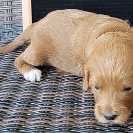 Brown Boy - Groot - Red  Goldendoodle puppy in Eagle Mountain, Utah from Our Little Doodles