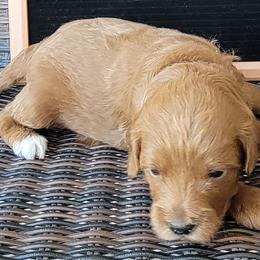 Brown Boy - Groot - Red  Goldendoodle puppy in Eagle Mountain, Utah from Our Little Doodles