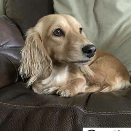 Bristol - Dachshund