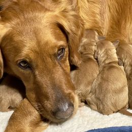 Golden Retriever Puppies from True Grit Golden Retrievers