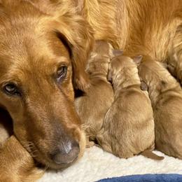 Golden Retriever Puppies from True Grit Golden Retrievers