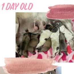 French Bulldog Puppies from Hobbs Family Frenchies