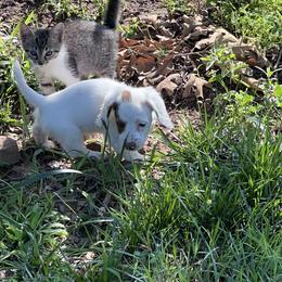 Dachshund Puppies from Vandruff Creek Mini Dachshunds