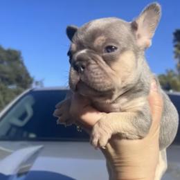 French Bulldog and Poodle Puppies from FreshestFrenchies
