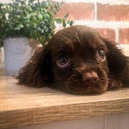 Wonka - Chocolate male Cavalier King Charles Spaniel puppy in Tolleson, Arizona from Pixie Dust Cavaliers