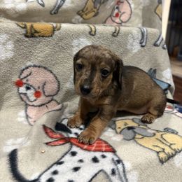 Girl 1 - Dapple female Dachshund puppy in Mobile, Alabama from Lady and the Tramp Dachshunds
