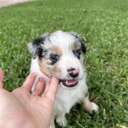 Miniature Australian Shepherd and Toy Australian Shepherd Puppies from Hailey's Miniature Australian Shepherds