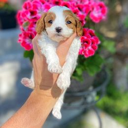 Cavapoo Puppies from SunnySide Mini Doodles