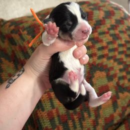 Mash - Black and tan male Pembroke Welsh Corgi puppy in Leonard, Texas from Southern Rose Corgis