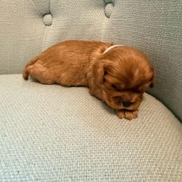 Grey male puppy - Ruby male Cavalier King Charles Spaniel puppy in Texas from Meyer's Cavalier