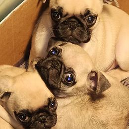 Pug Puppies from Ausband Farm Pugs