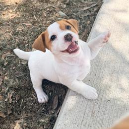 Libby - White and tan female Russell Terrier puppy in Valley Mills, Texas from Bar Rafter C Shorty Jacks