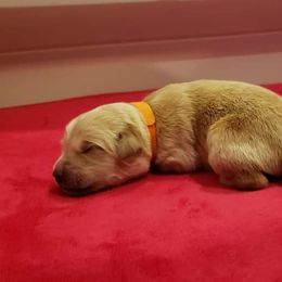 Salia - Golden Retriever puppy in Arlington, Washington from Nagel Farm's