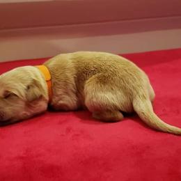 Salia - Golden Retriever puppy in Arlington, Washington from Nagel Farm's