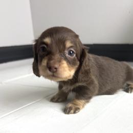 Hannah - Chocolate and cream female Dachshund puppy in Gilbertsville, Kentucky from DeLaunes Dachshunds