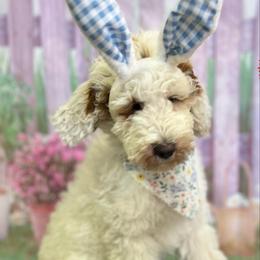 Biscuit - Parti male Goldendoodle puppy in Boaz, Alabama from Doodles All Day