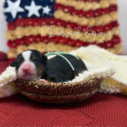 David Bowie - Tri-color male Bernedoodle puppy in Austin, Texas from Boutique Bernedoodles & Co.